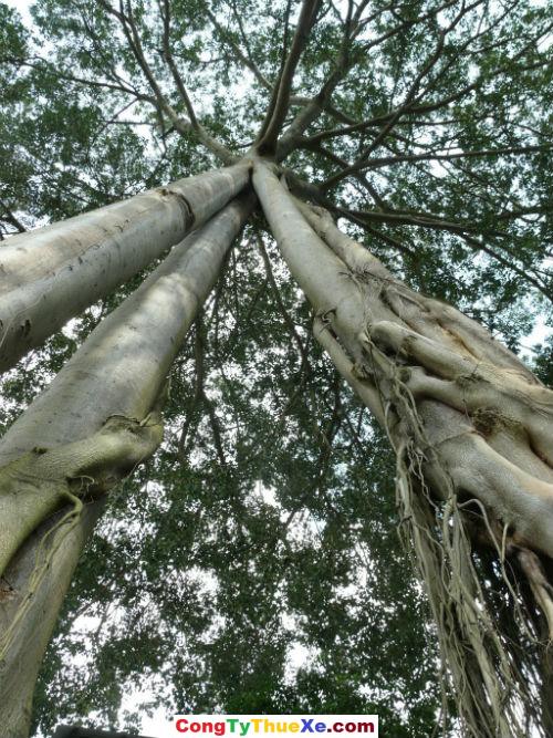 cây đa 3 gốc – Núi Chứa Chan Gia Lào